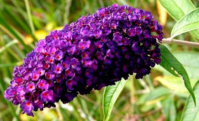 Buddlia davidii